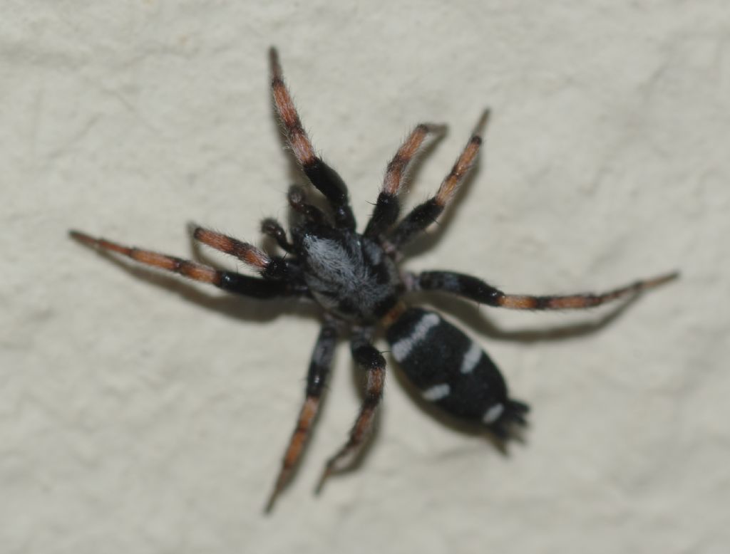 Poecilochroa sp. - Arcavacata di Rende (CS)
